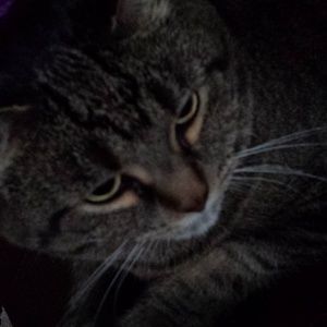 Meet your Posher, Rose